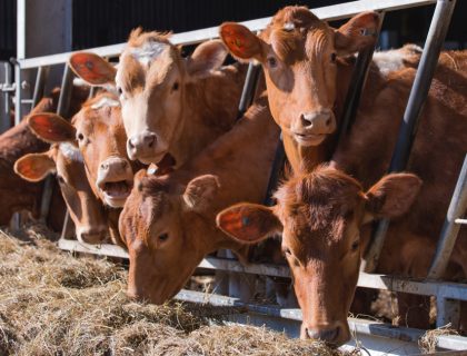 Beef & Youngstock Feed