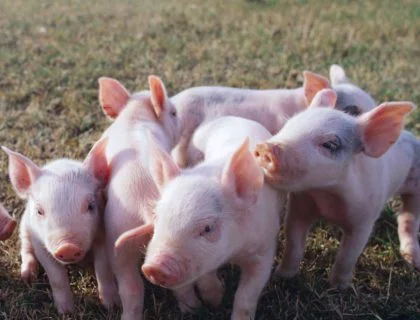Pig Feed