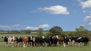 organic dariy cows