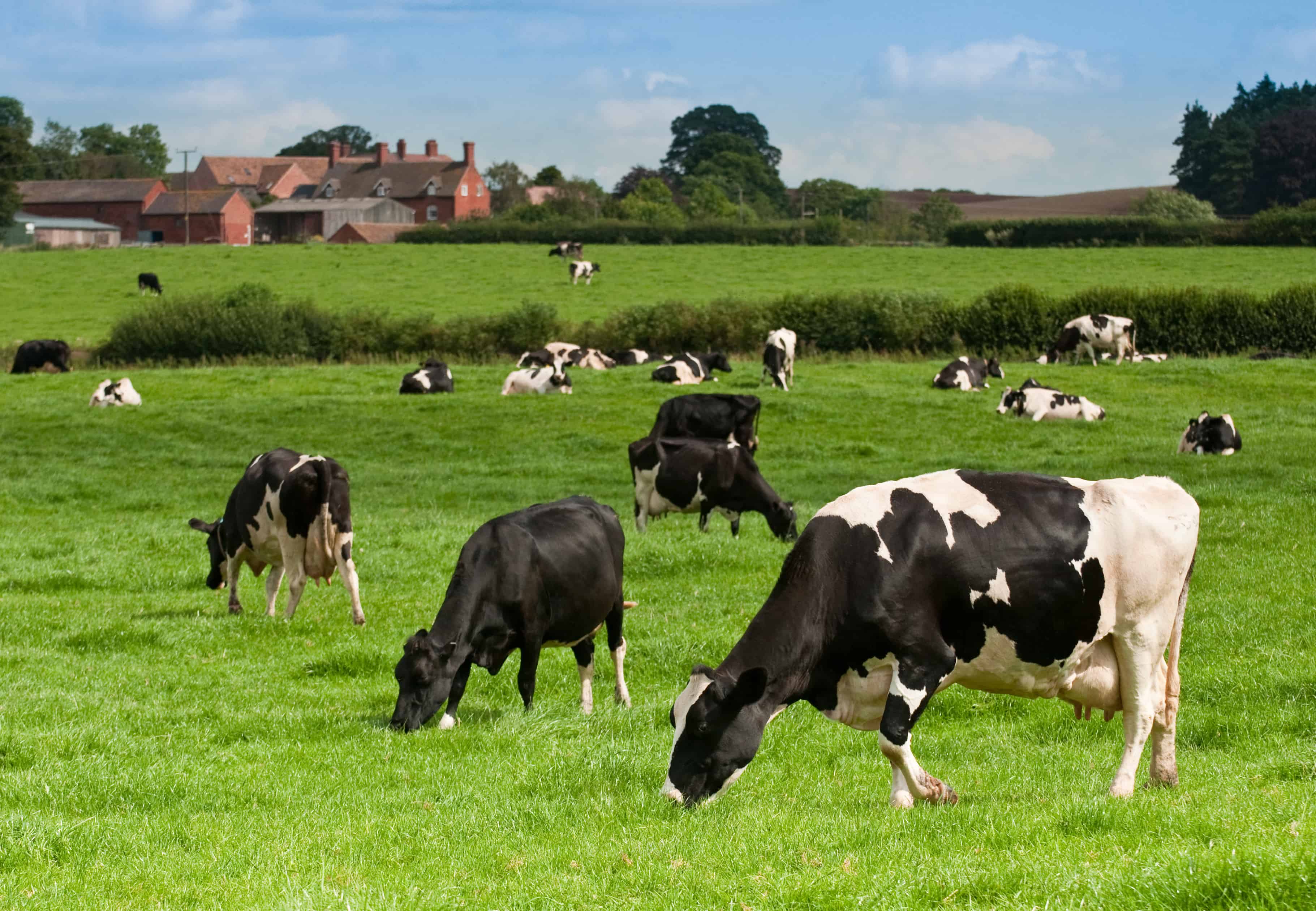 Звуки стадо коров. Коровы на ферме. Коровы на пастбище. Стадо коров. Коровы пасутся.